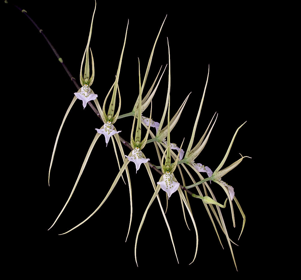 Brassia verrucosa Verrucosa