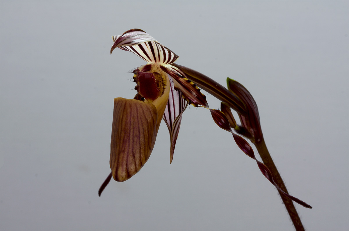 Paphiopedilum wilhelminae Wilhelminiae2