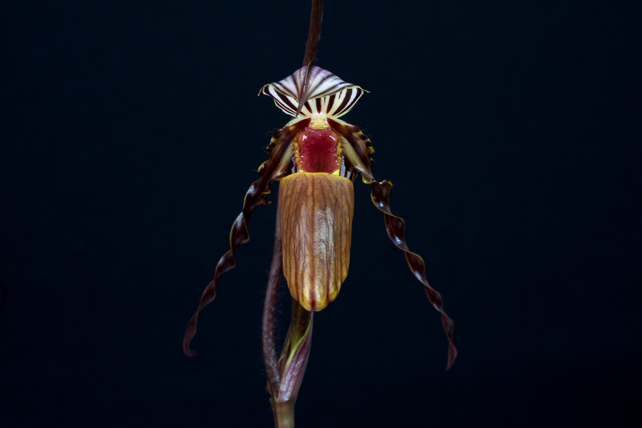 Paphiopedilum wilhelminae Wilhelminiae5