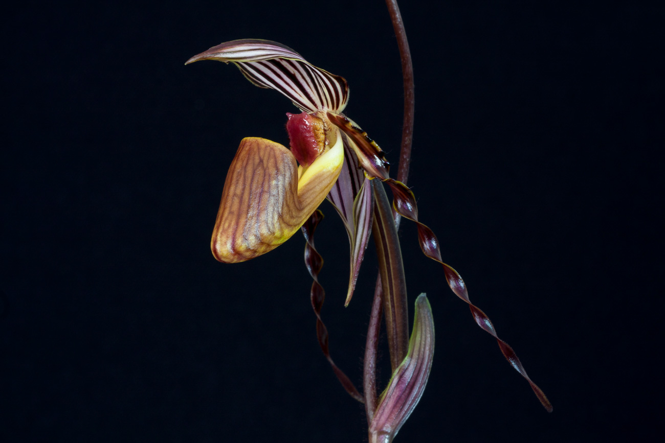 Paphiopedilum wilhelminae Wilhelminiae6