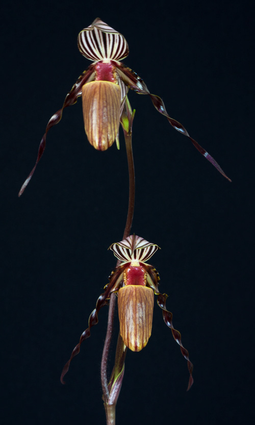 Paphiopedilum wilhelminae Wilhelminiae7