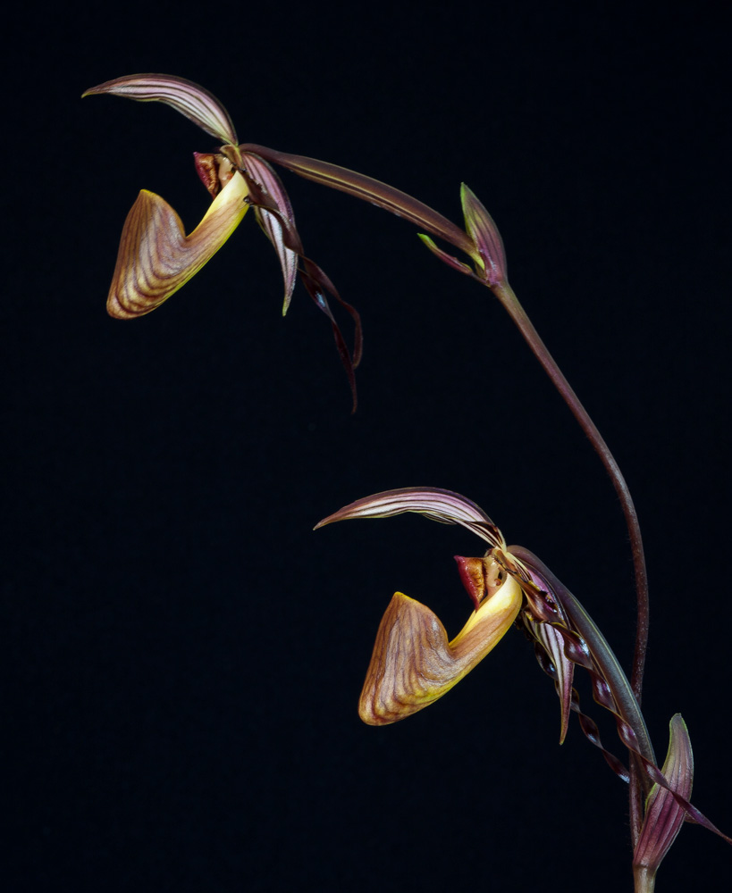 Paphiopedilum wilhelminae Wilhelminiae8