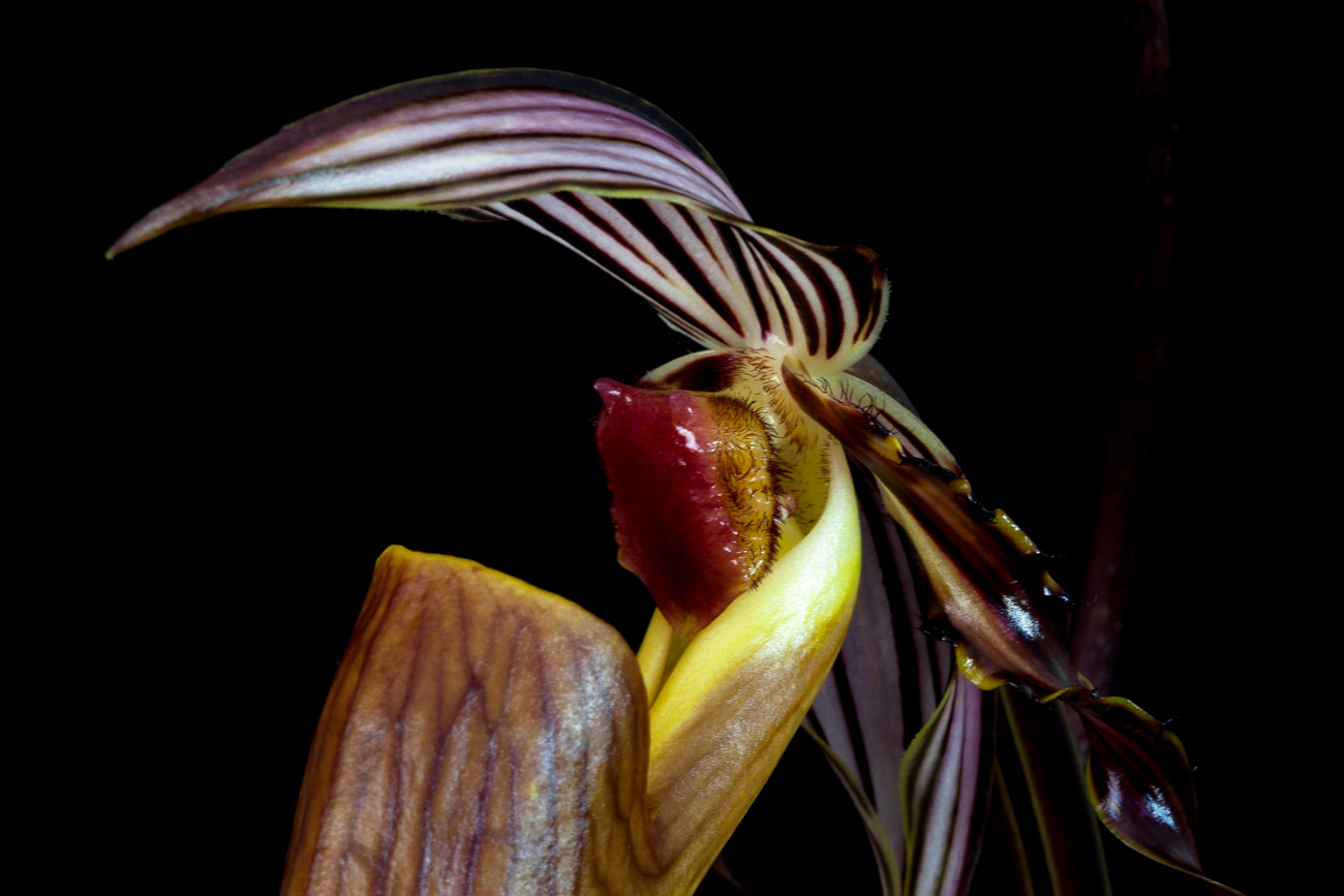 Paphiopedilum wilhelminae Wilhelminiae9