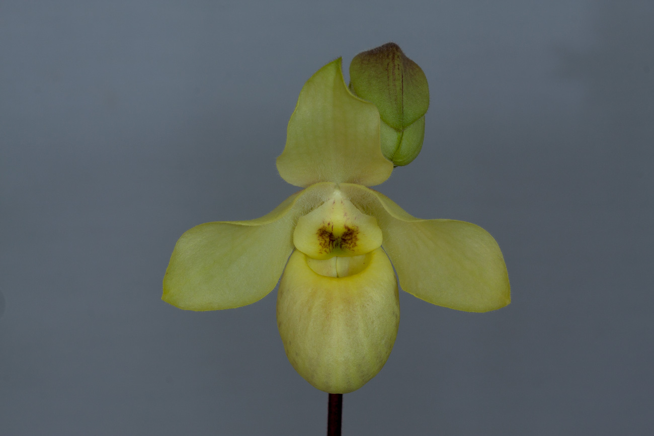 Paphiopedilum Wössner Vietnam Gold ( armeniacum x vietnamense ) Wossner1