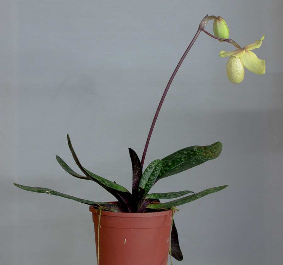 Paphiopedilum Wössner Vietnam Gold ( armeniacum x vietnamense ) Wossner2