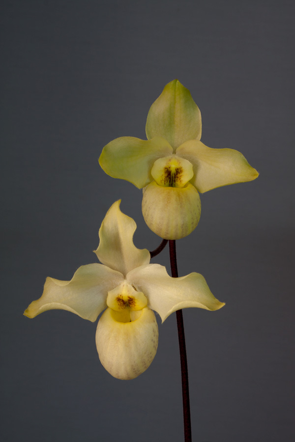 Paphiopedilum Wössner Vietnam Gold ( armeniacum x vietnamense ) Wossner3