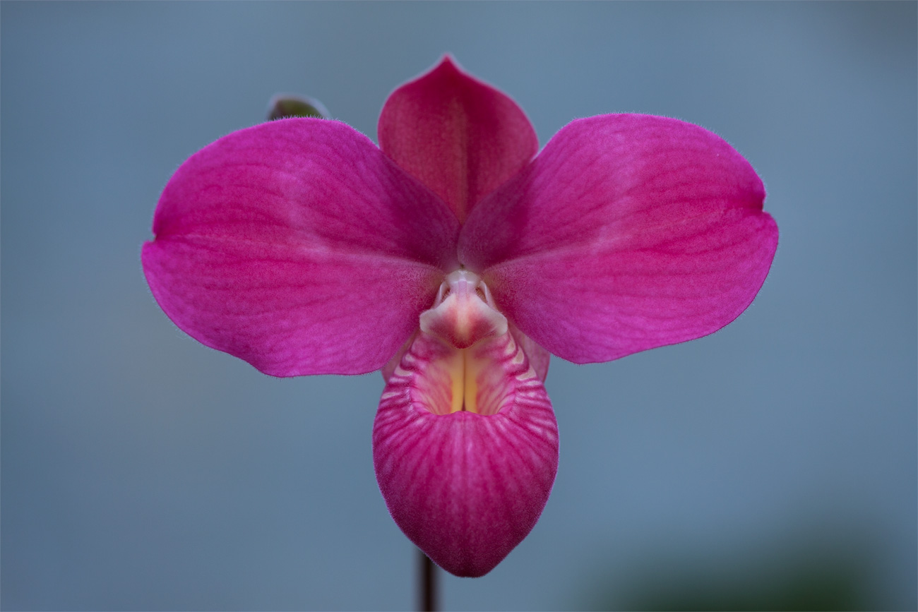 Phragmipedium Fritz Schomburg ( besseae x kovachii ) Fritz_Schomburg2