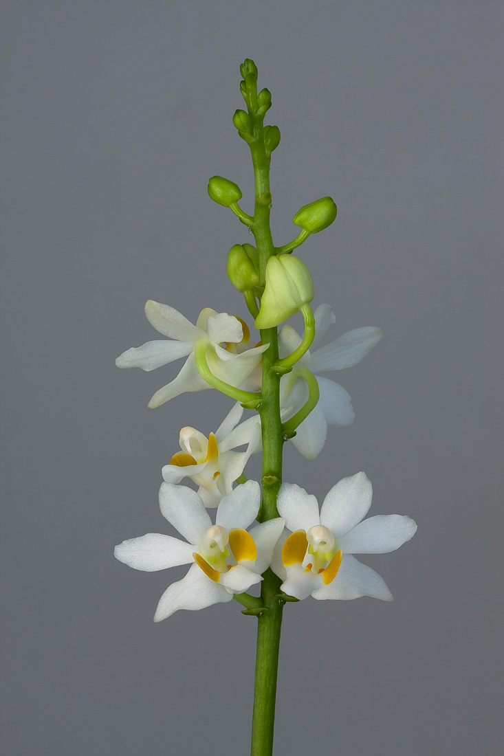 Phalaenopsis pulcherrima f. alba Phalaenopsis_pulcherrima1
