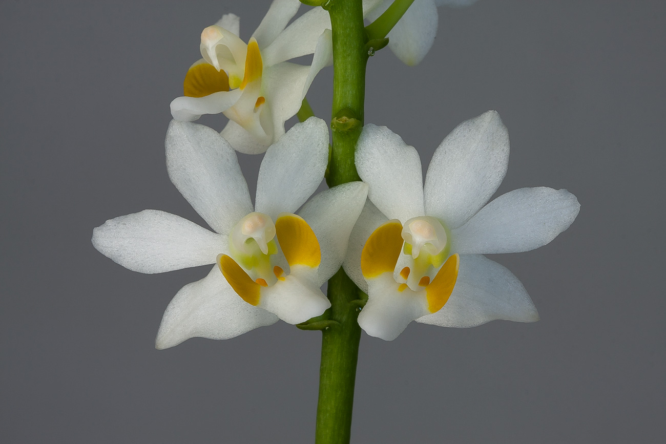 Phalaenopsis pulcherrima f. alba Phalaenopsis_pulcherrima2