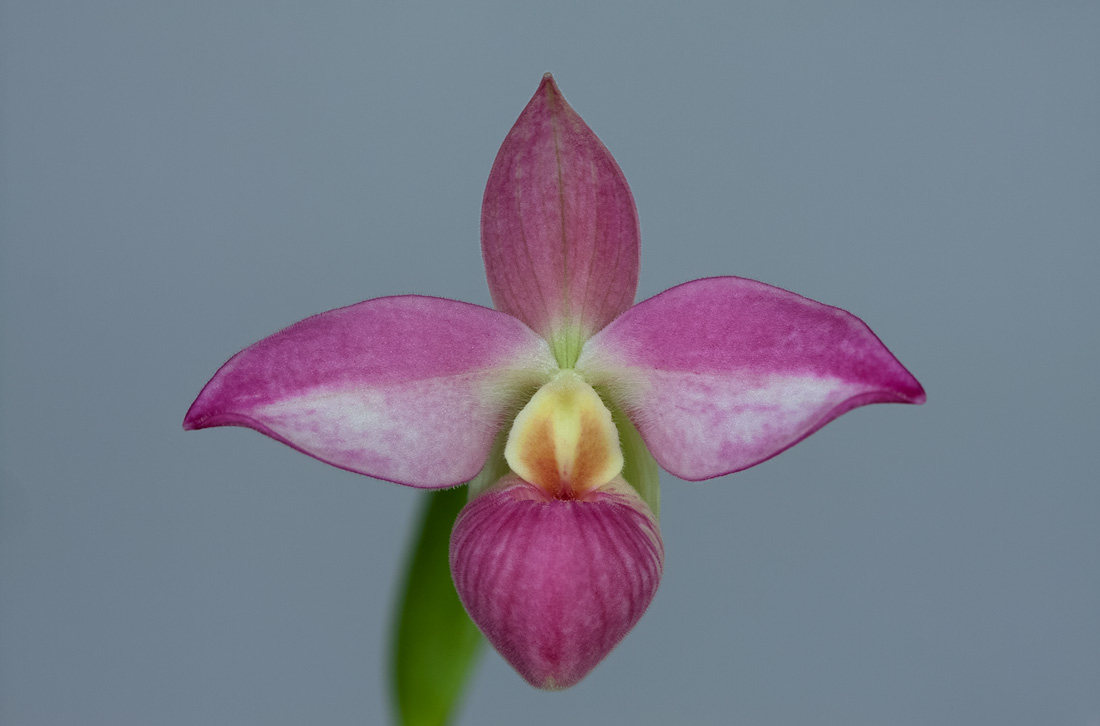 Phragmipedium Saint Ouen ( Hanne Popow x besseae ) Phragmi_St_Ouen1