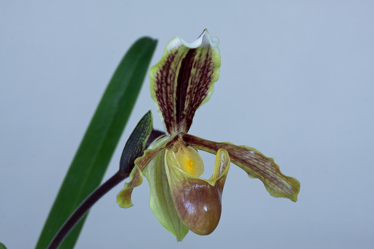 Paphiopedilum barbigerum var. sulivongii Barbigerum_sulivongii2