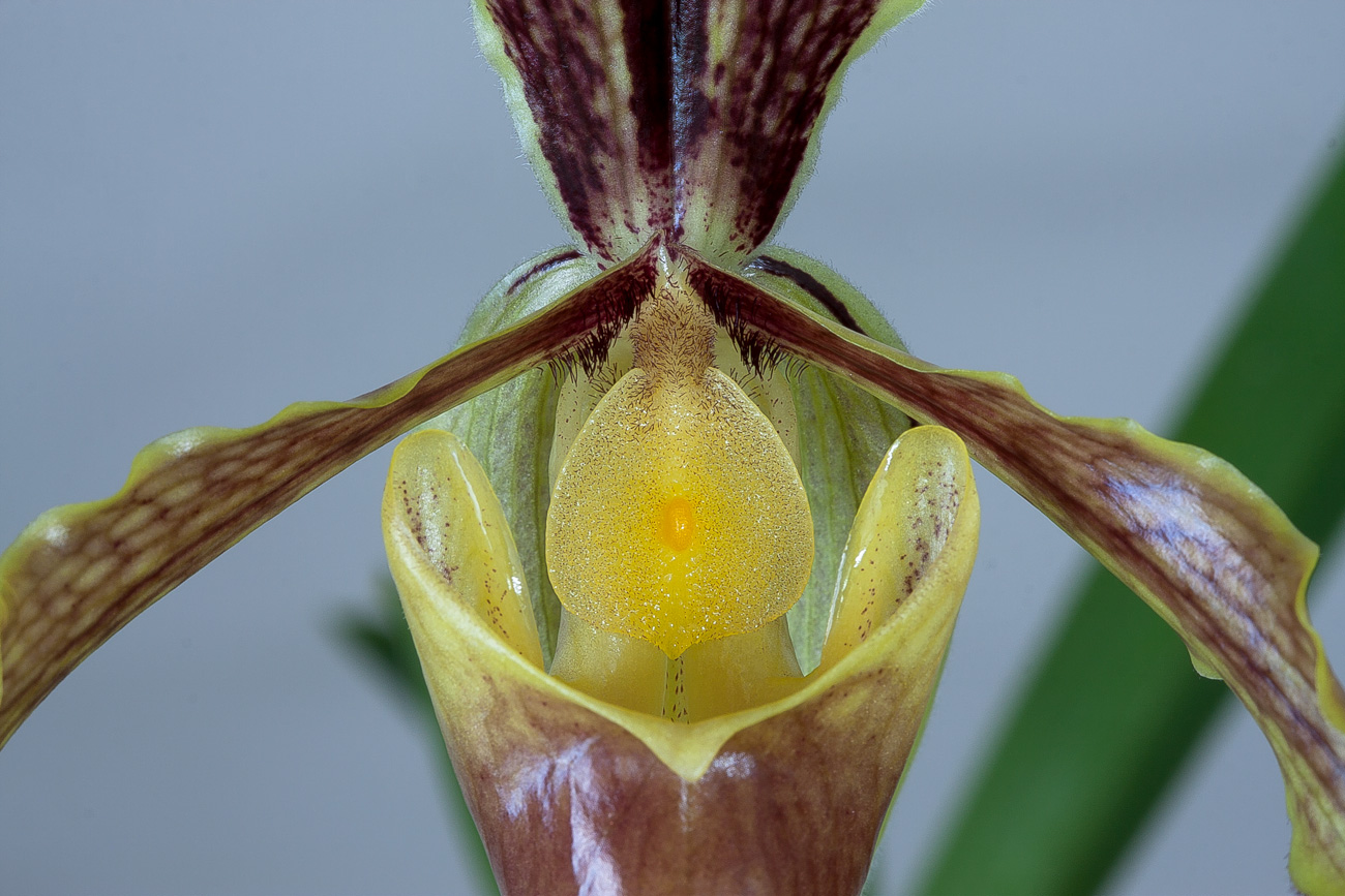 Paphiopedilum barbigerum var. sulivongii Barbigerum_sulivongii4