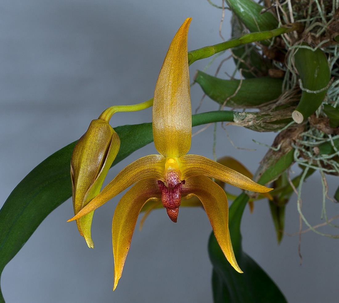 Bulbophyllum Frank Smith (lobbii x carunculatum) Frank_smith3
