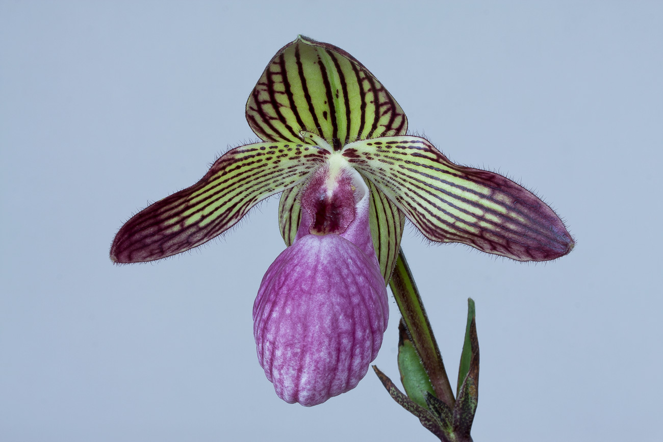 Paphiopedilum Gloria Naugle ( rothschildianum x micranthum ) Gloria_naugle1