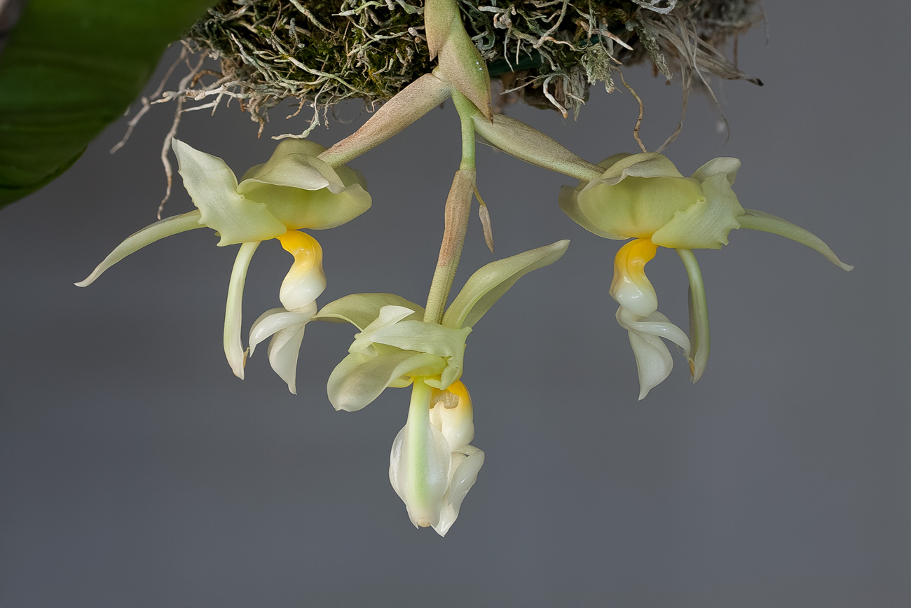 Stanhopea ruckeri (ex inodora) Inodora