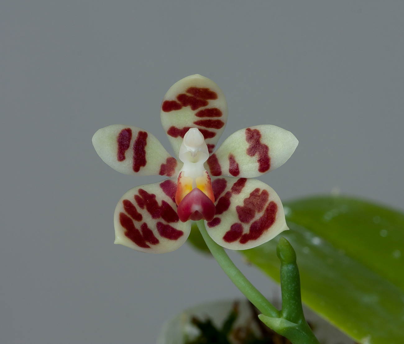 Phalaenopsis maculata Maculata1