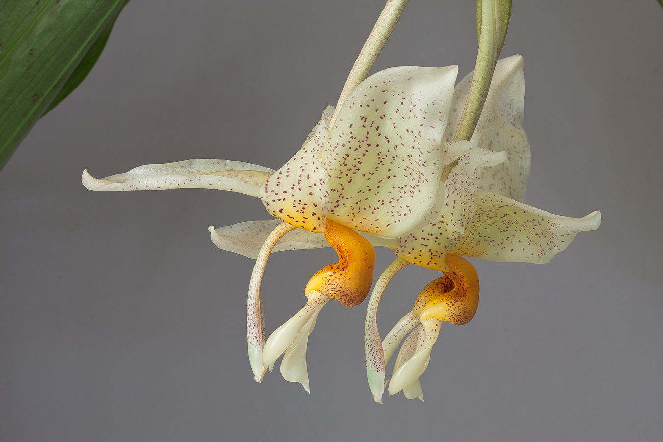 Stanhopea saccata x oculata Saccata_x_oculata2