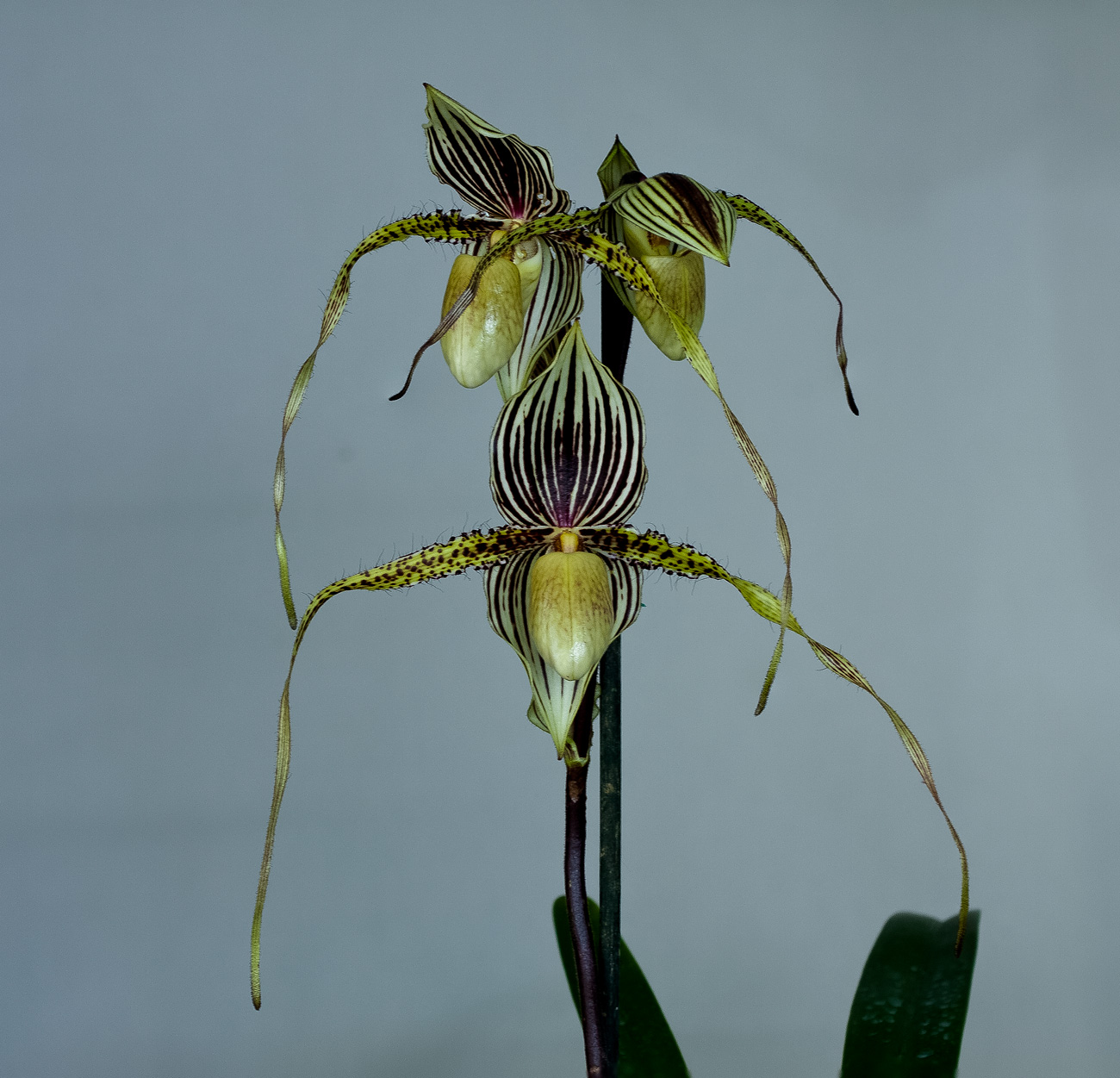 Paphiopedilum Saint Swithin FAB Swithin_fab