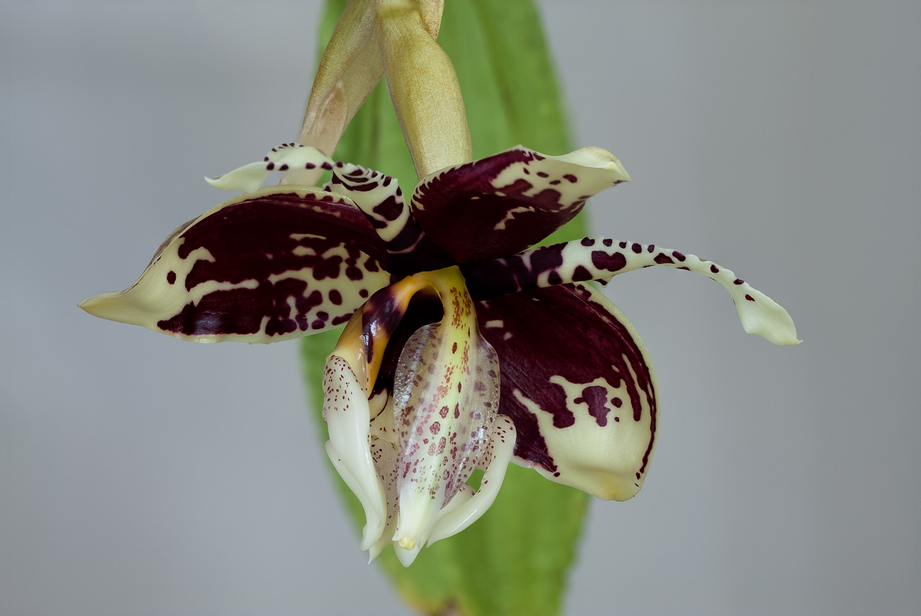 Stanhopea tigrina Tigrina