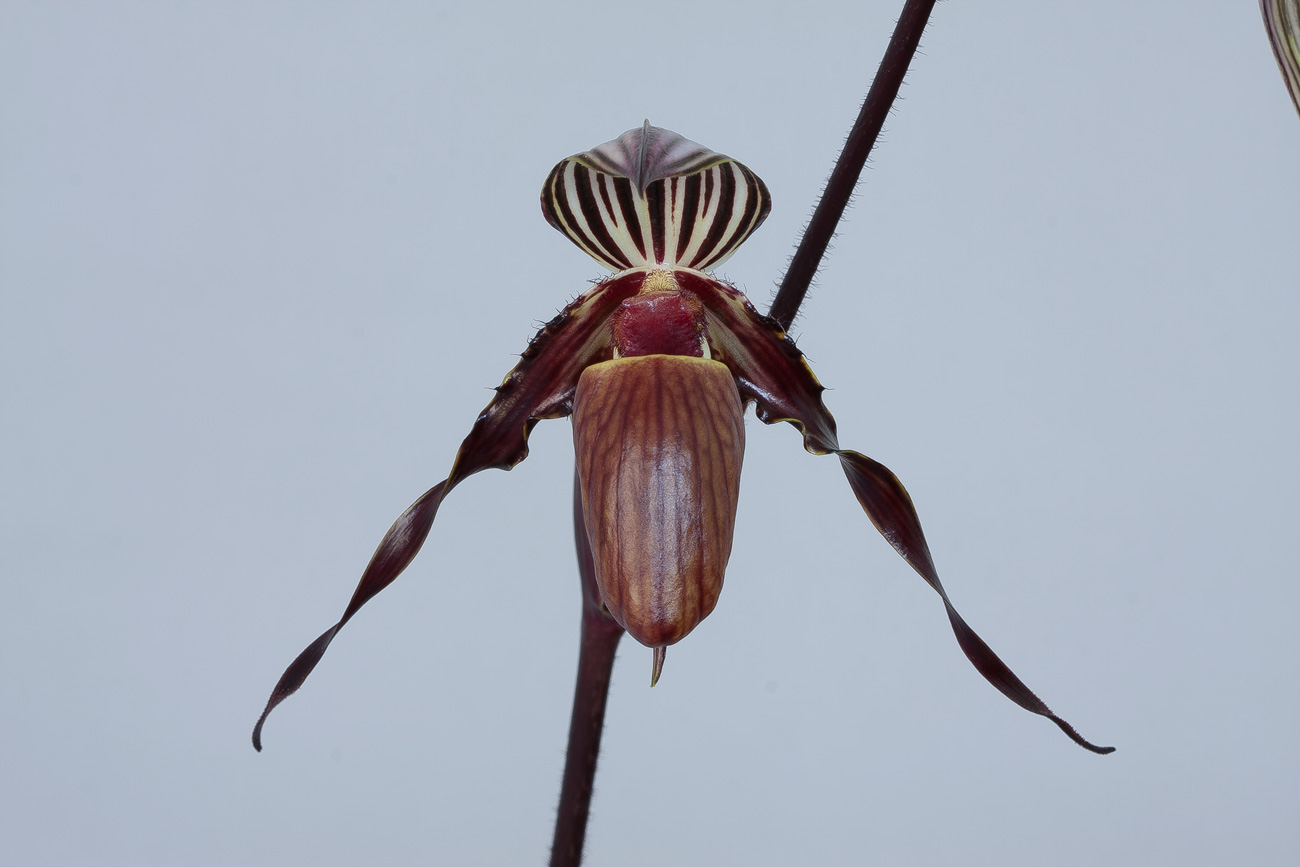 Paphiopedilum wilhelminae Wilhelminae1