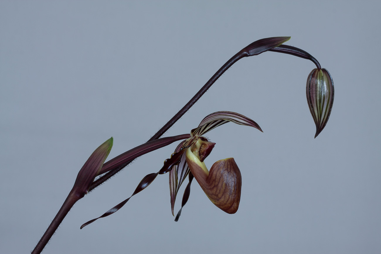 Paphiopedilum wilhelminae Wilhelminae4