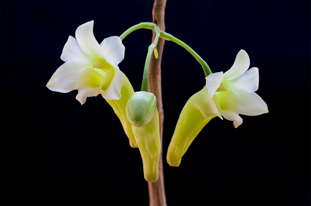 Dendrobium phillipsii Dendro_phillipsii1