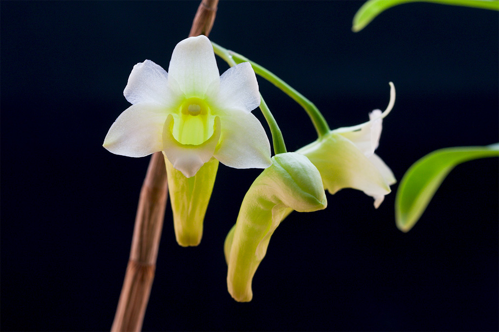 Dendrobium phillipsii Dendro_phillipsii2