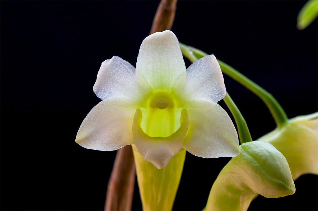 Dendrobium phillipsii Dendro_phillipsii3