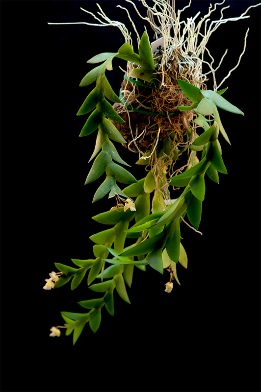 Dendrobium acinaciforme Acinaciforme1