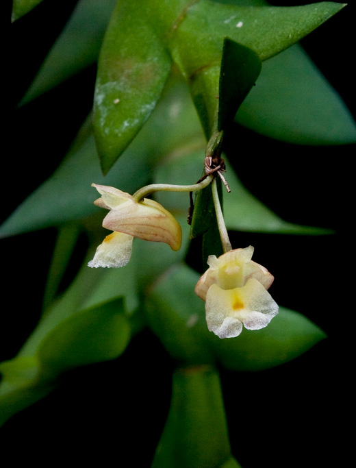 Dendrobium acinaciforme Acinaciforme3