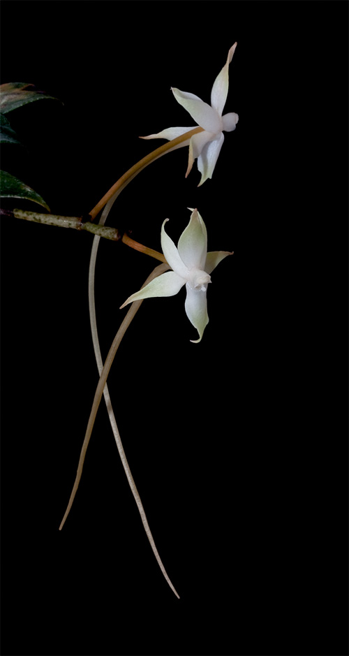 Aerangis brachycarpa Brachycarpa3