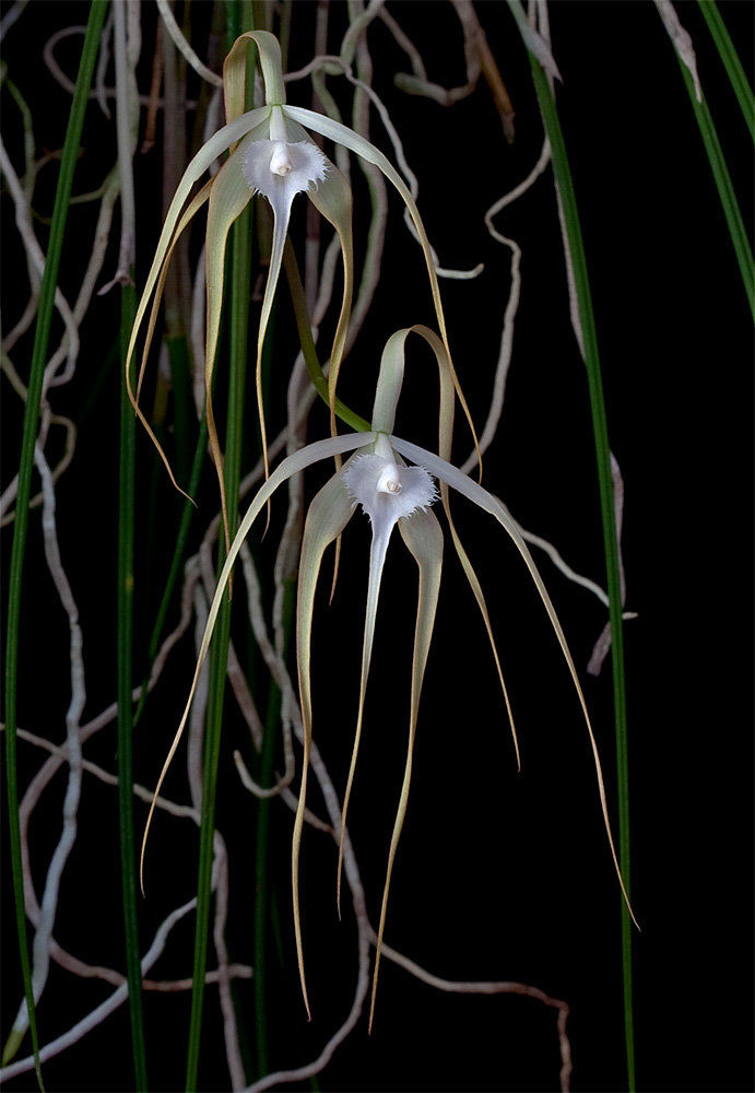 Brassavola cucullata Cucullata