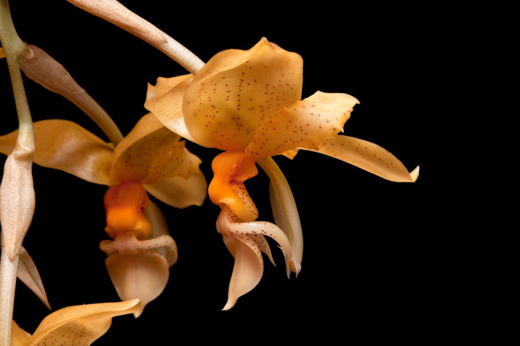 Stanhopea ruckeri  Graveolens2