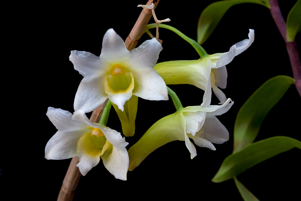 Dendrobium phillipsii Phillipsii