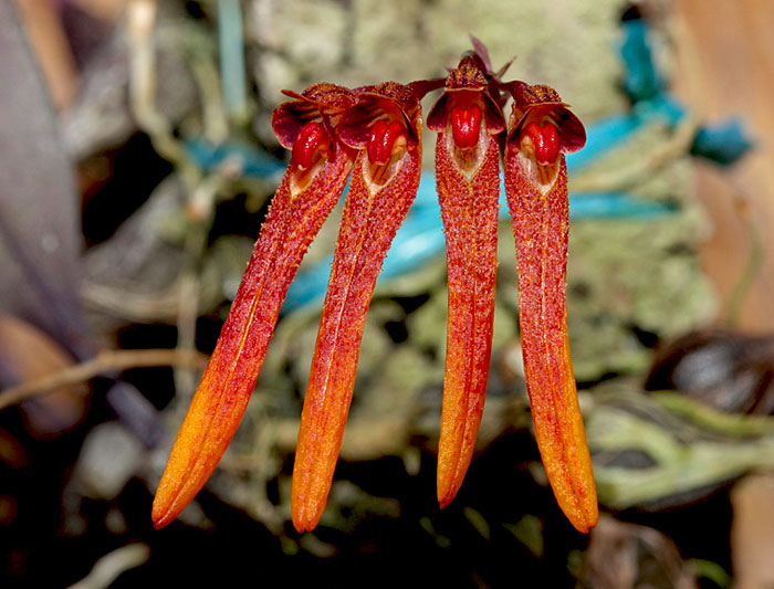 Bulbophyllum thaiorum Bulbophyllum_thaiorum1