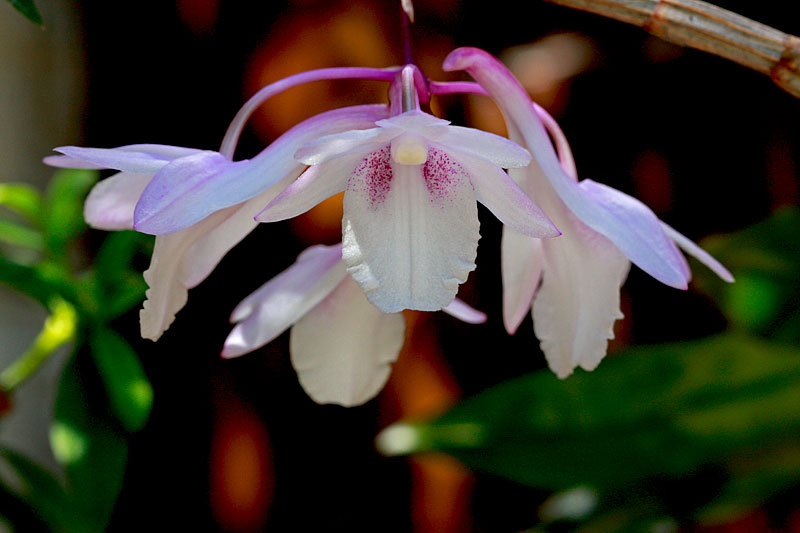 Dendrobium intricatum Dendrobium_intricatum1