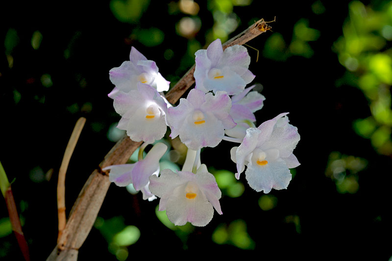 Dendrobium spathilingue Dendrobium_mutabile1