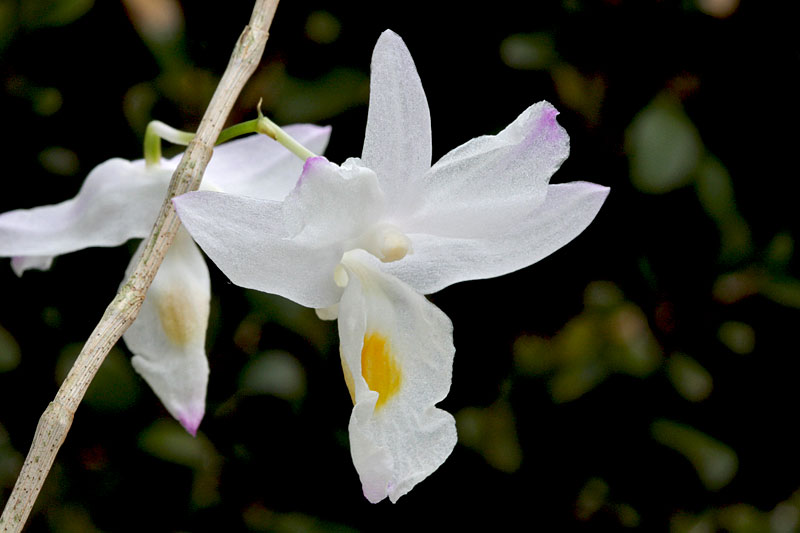 Dendrobium spathilingue Dendrobium_spathilingue1