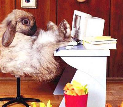 alors mon petit lapin au travail? Net