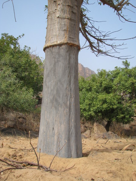 Zouille est à la cantine, vite montrez vos bites. 01%20tronc%20du%20baobab