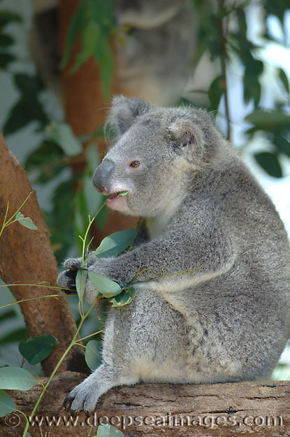 حيوان الكوالا في استراليا  22005-03-14-11-05-20