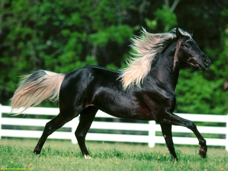 Caballos en la guerra. Caballo%20Pura%20Sangre_800