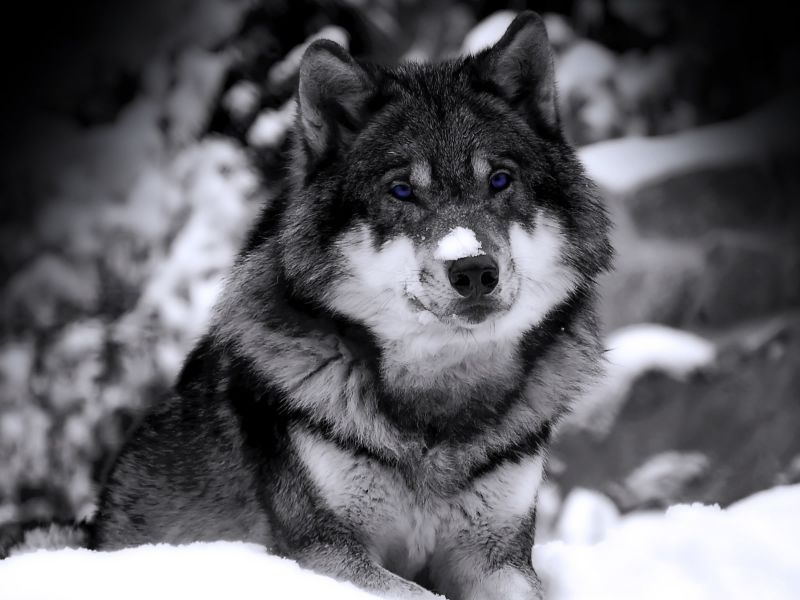 Cuál es el animal más bonito del mundo? Hermoso%20Lobo_800