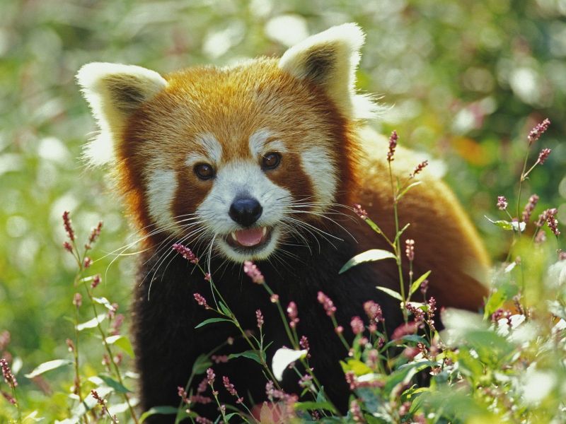 CACHORROS Y ANIMALES - Página 14 Oso%20Panda_800