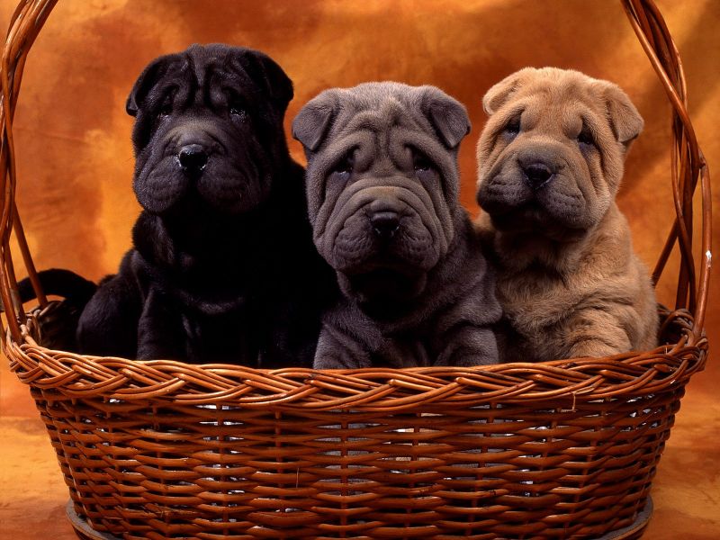 Shar-Pei Cachorros%20Shar%20Pei_800