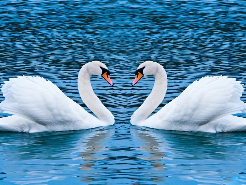 Fotos de animales Bellos%20Cisnes-932716_800