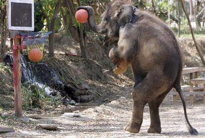 Hài hước bóng rổ!!!!!! Elephant-playing-basketball