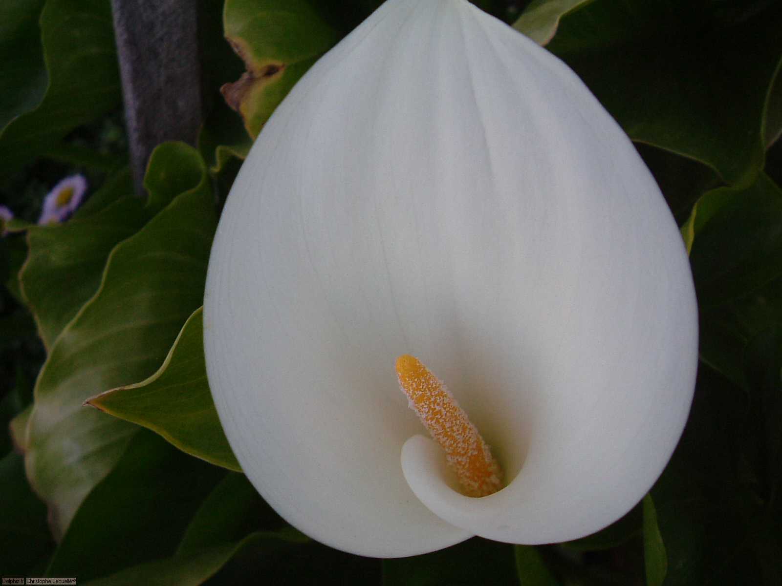 جمالية الزهور البيضاء  Fleur-blanche-03