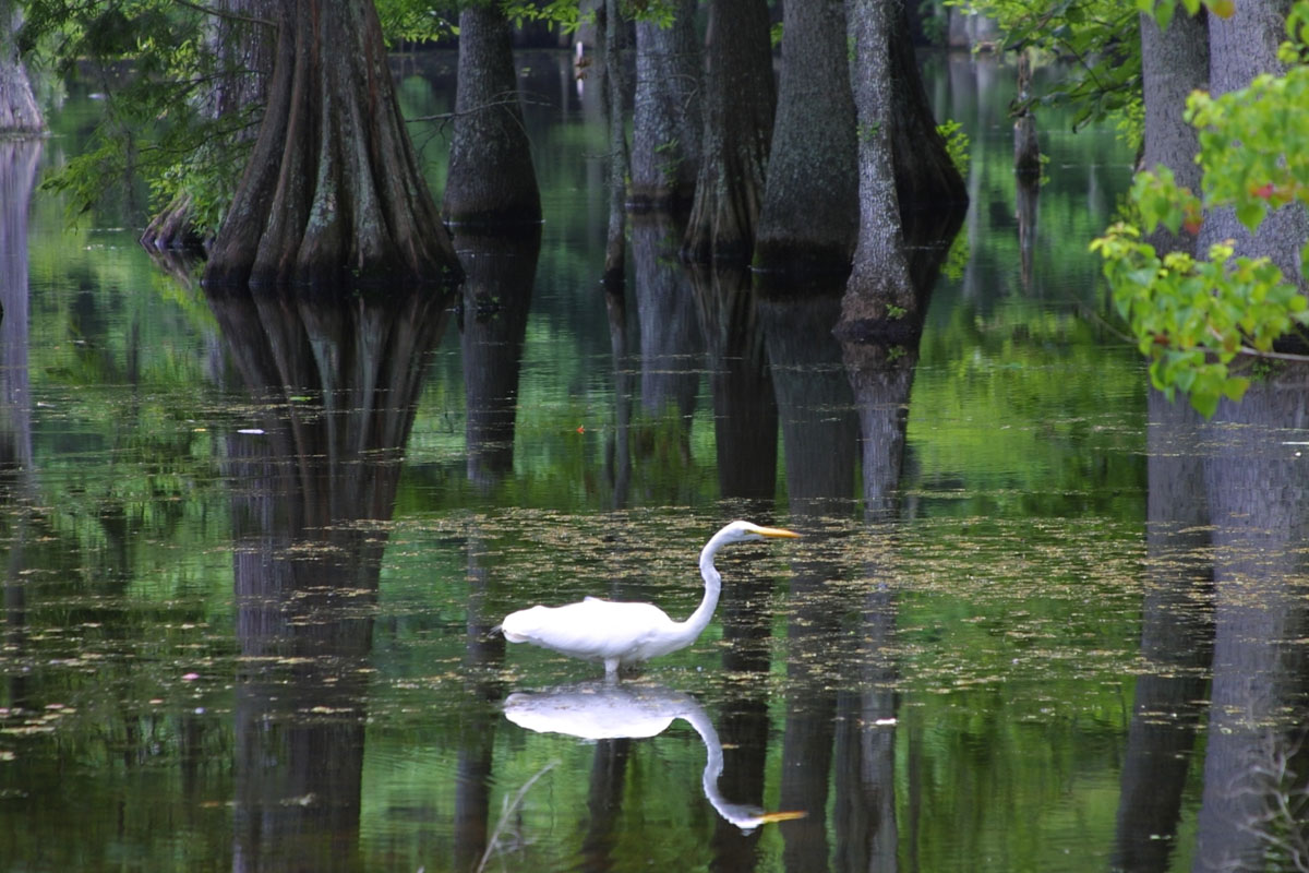 Welcome to Louisiana "The Bayou State" Egret