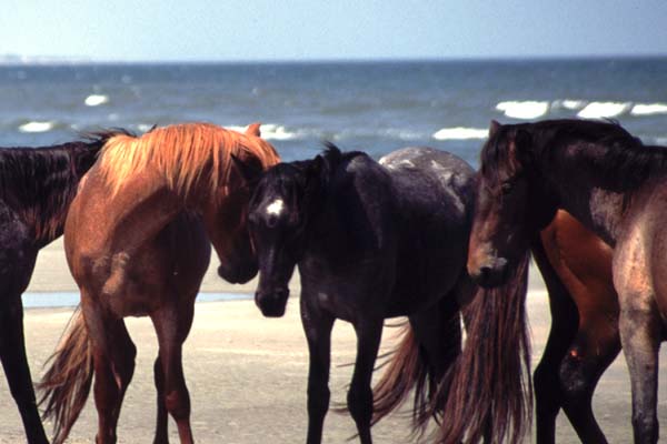 Konji na plai 1307_-_Wild_Horses_on_Beach